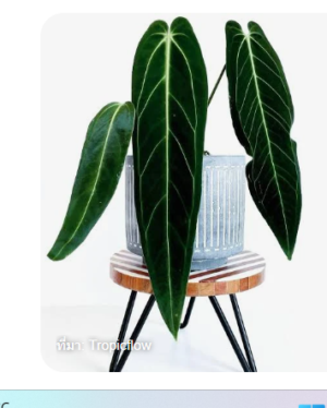 Anthurium-Warocqueanum Anthurium Warocqueanum (Queen Anthurium)