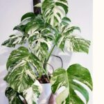 Monstera-Albo-Variegata Monstera Albo Variegata