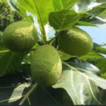 sake ต้นสาเก (Breadfruit Tree) – ไม้ผลสารพัดประโยชน์ ปลูกง่าย กินได้ทั้งต้น เหมาะกับสวนไทยยุคใหม่
