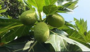 sake ต้นสาเก (Breadfruit Tree) – ไม้ผลสารพัดประโยชน์ ปลูกง่าย กินได้ทั้งต้น เหมาะกับสวนไทยยุคใหม่